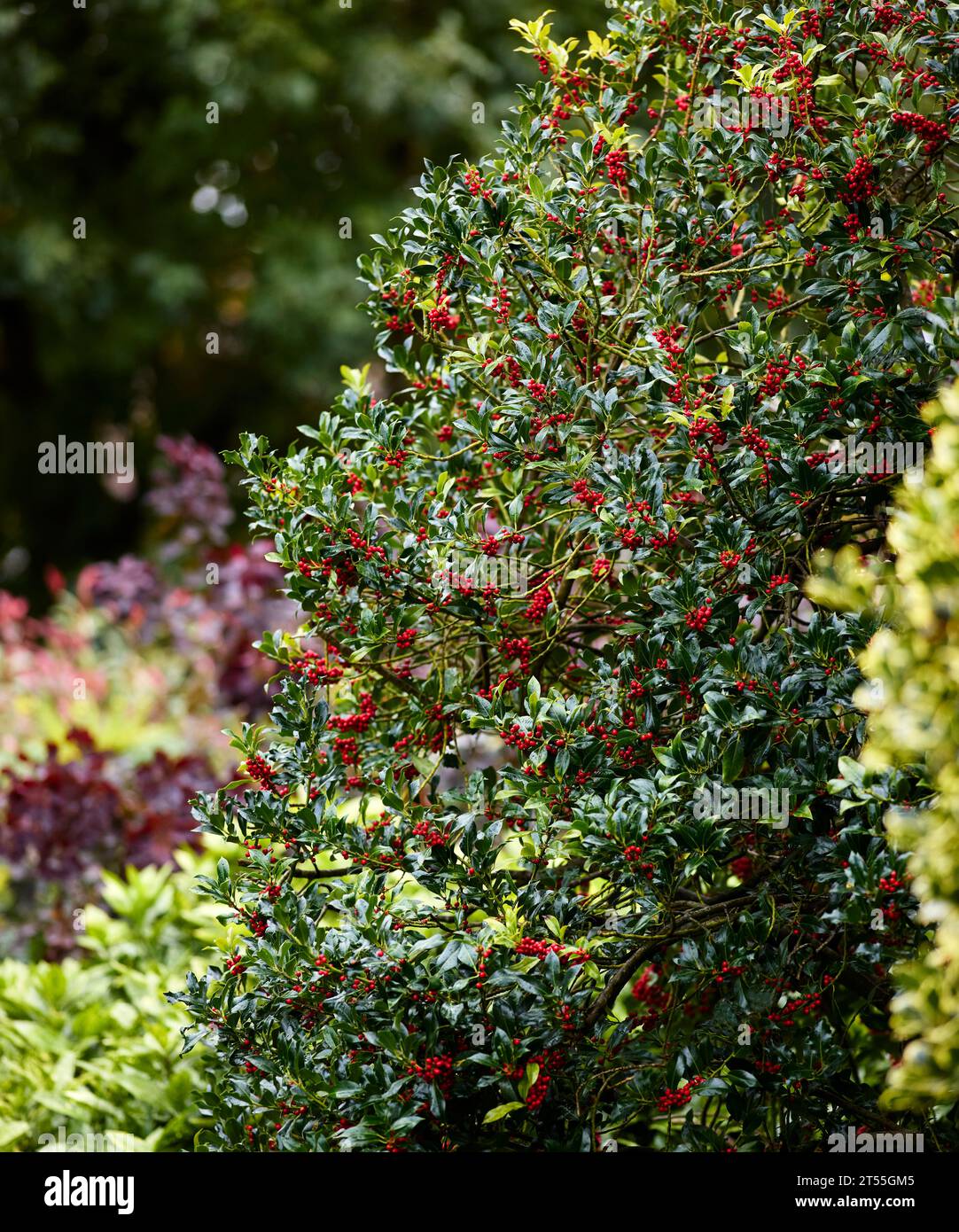Stechpalme bush Stockfoto