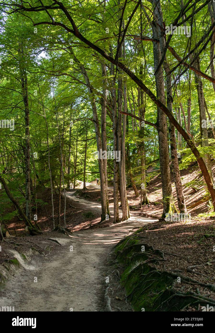 Nationalpark Plitvicer Seen, Kroatien Stockfoto