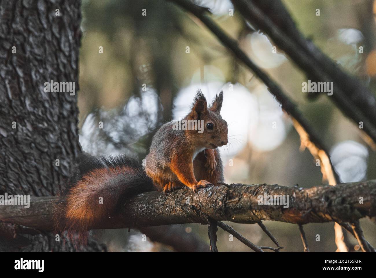 Eichhörnchen sitzt auf einem Ast im Wald. Eurasisches Rothörnchen Stockfoto