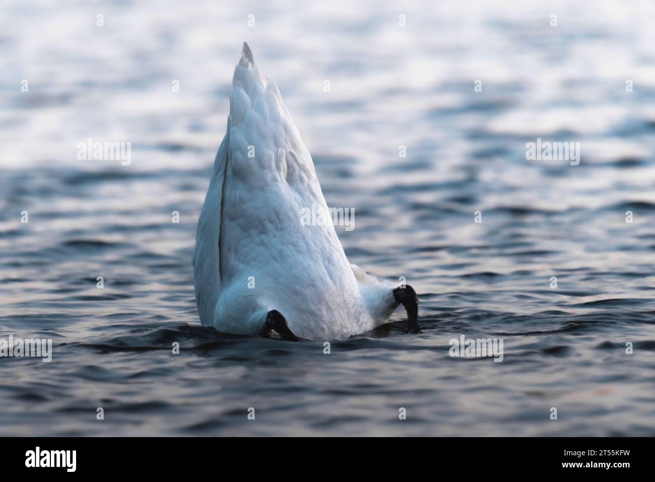 schwan auf blauem Seewasser an sonnigem Tag, Schwäne auf Teich Stockfoto