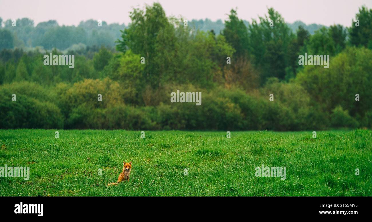 Europäische Rotfuchsvulpen Vulpes, die auf grünem Gras auf der Wiese laufen Stockfoto