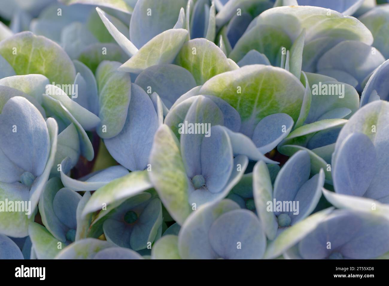 Ein Bündel blauer Blumen mit grünen Blättern, Silhouette im Sonnenlicht, abstrakter natürlicher Hintergrund Stockfoto