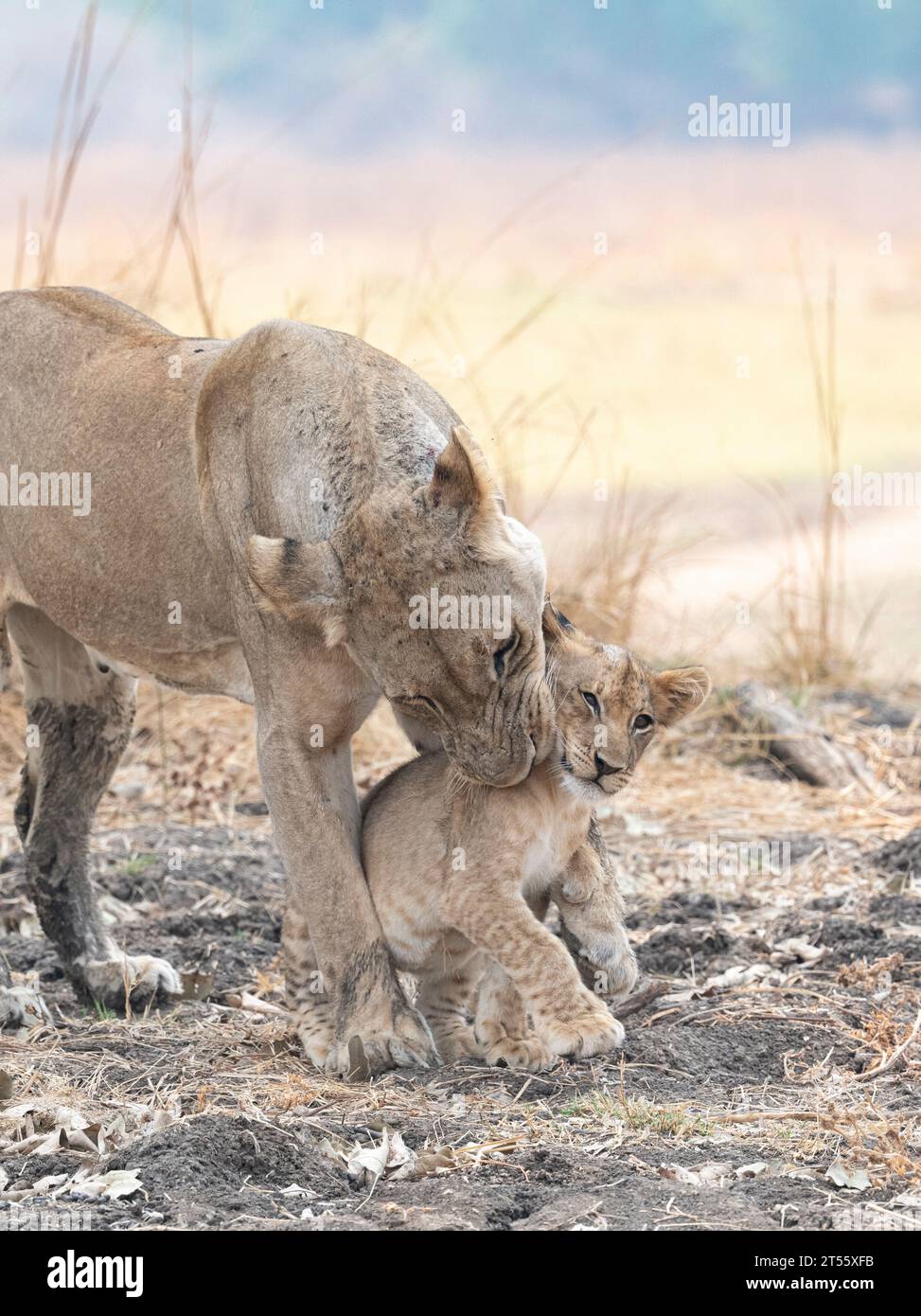 Löwenin Dotes auf ihrem Jungen AFRIKA HERZSCHMELZENDE Bilder zeigen eine Löwenfamilie mit dem Spitznamen "die Hollywoods". Weil sie so außergewöhnlich gut aussehen und Stockfoto