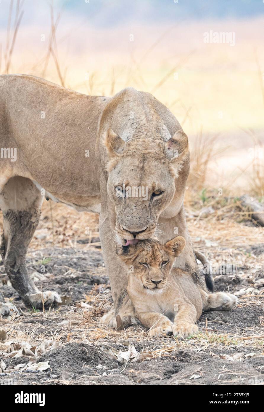Löwenin verwöhnt ihr Junges AFRIKA HERZSCHMELZENDE Bilder zeigen eine Löwenfamilie mit dem Spitznamen "die Hollywoods". Weil sie so außergewöhnlich gut aussehen und Stockfoto