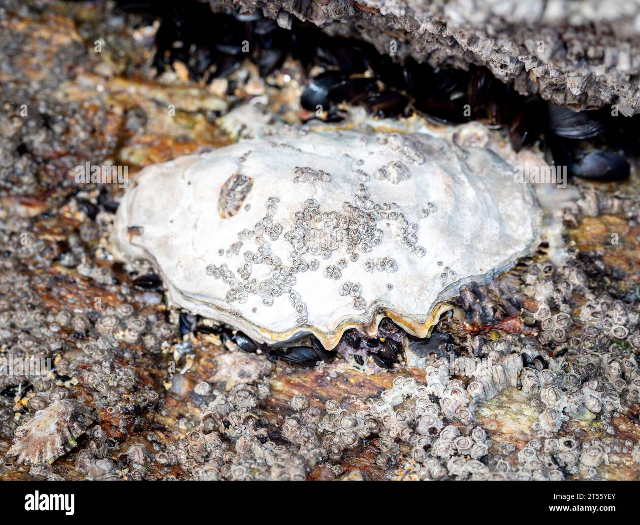 Pazifische Auster (Magallana gigas) auf einem Felsen bei Ebbe in Galicien (Spanien) Stockfoto