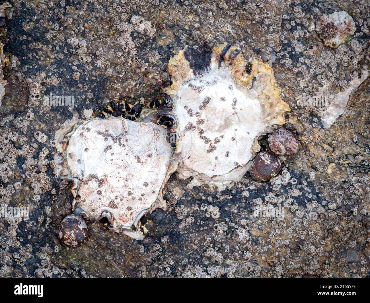 Pazifische Austern (Magallana gigas) auf einem Felsen bei Ebbe in Galicien (Spanien) Stockfoto