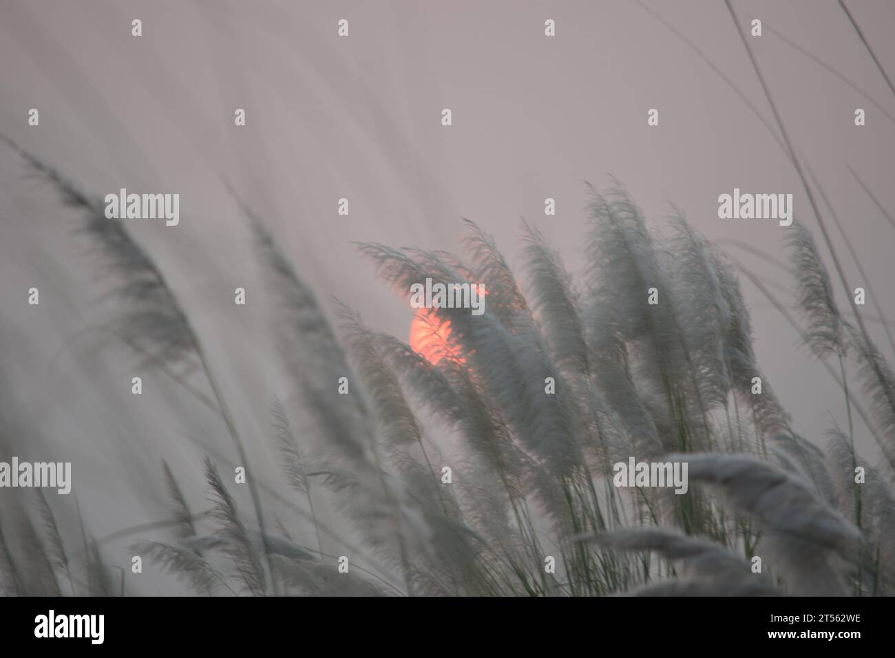 Saccharum Spontaneen Blumen leuchten im Sonnenlicht Stockfoto