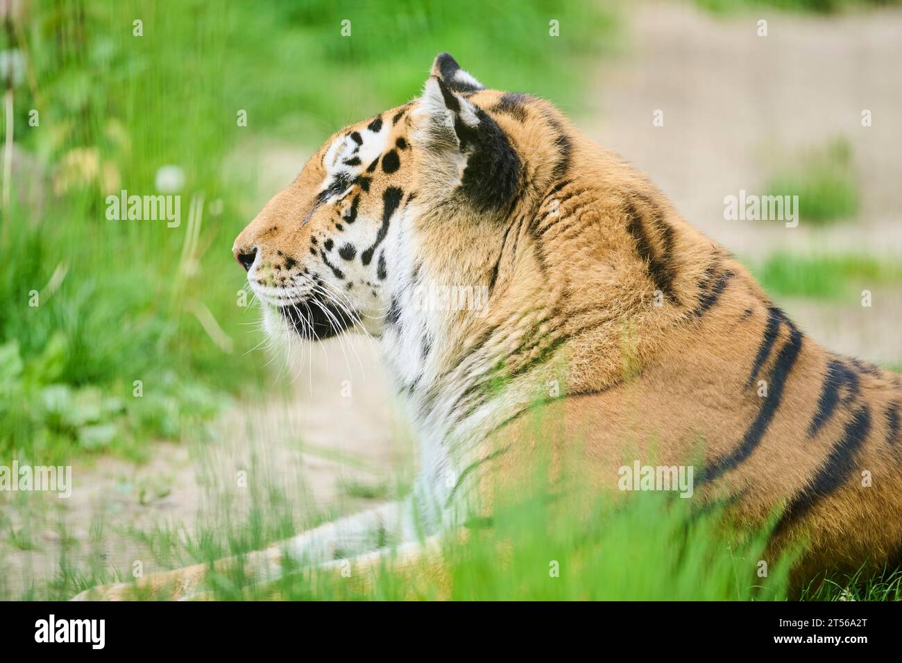 XSSibirischer Tiger (Panthera tigris altaica), Porträt, Lügen, Gefangenschaft, Deutschland, Europa Stockfoto