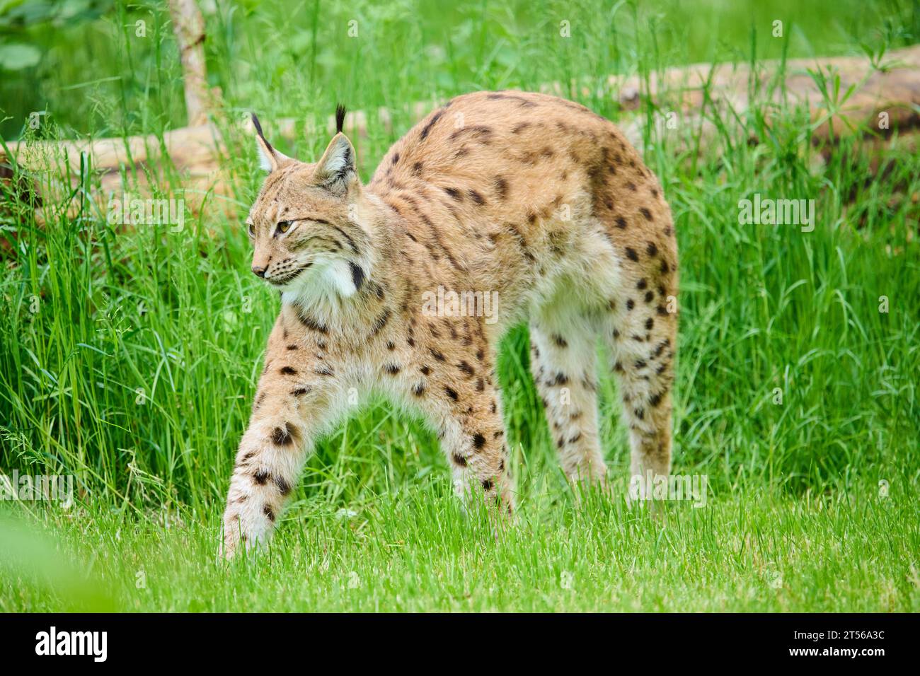 Eurasischer Luchs (Lynx Luchs) im Gras stehend, Bayern, Deutschland, Europa Stockfoto