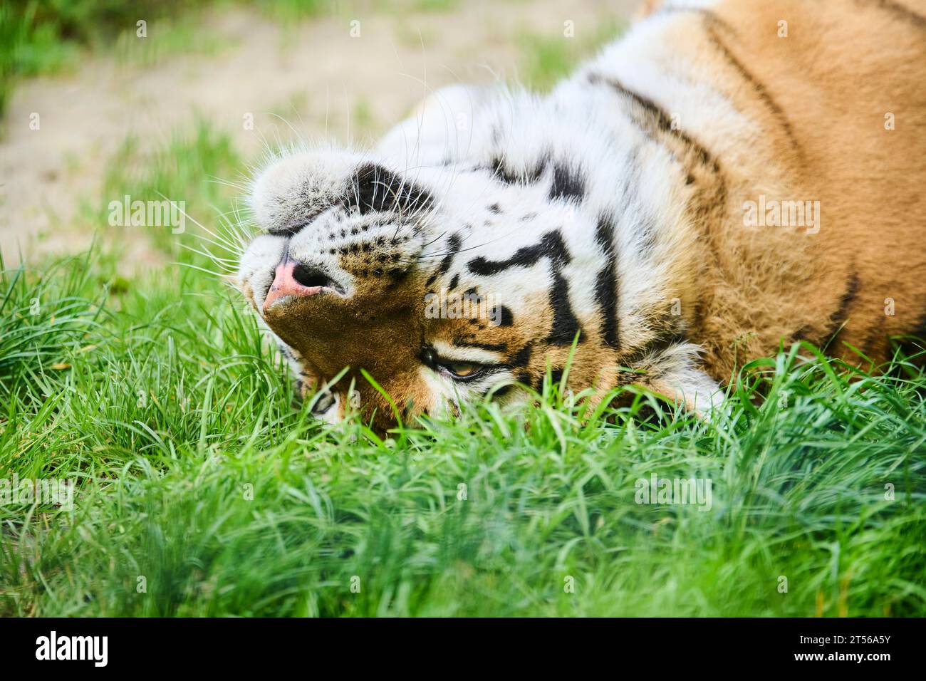 XSSibirischer Tiger (Panthera tigris altaica), Porträt, Lügen, Gefangenschaft, Deutschland, Europa Stockfoto