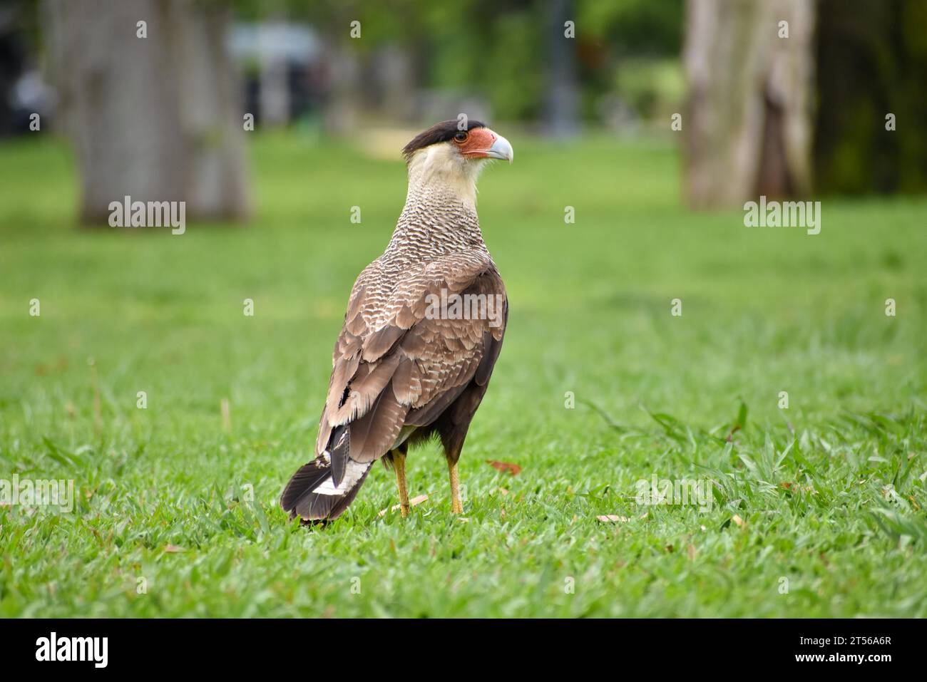 Caracara (Caracara plancus) in einem Park in Buenos Aires, Argentinien, Südamerika Stockfoto