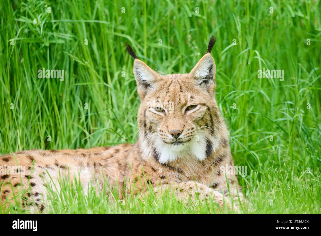 Eurasischer Luchs (Lynx Luchs) auf dem Gras liegend, Bayern, Deutschland, Europa Stockfoto