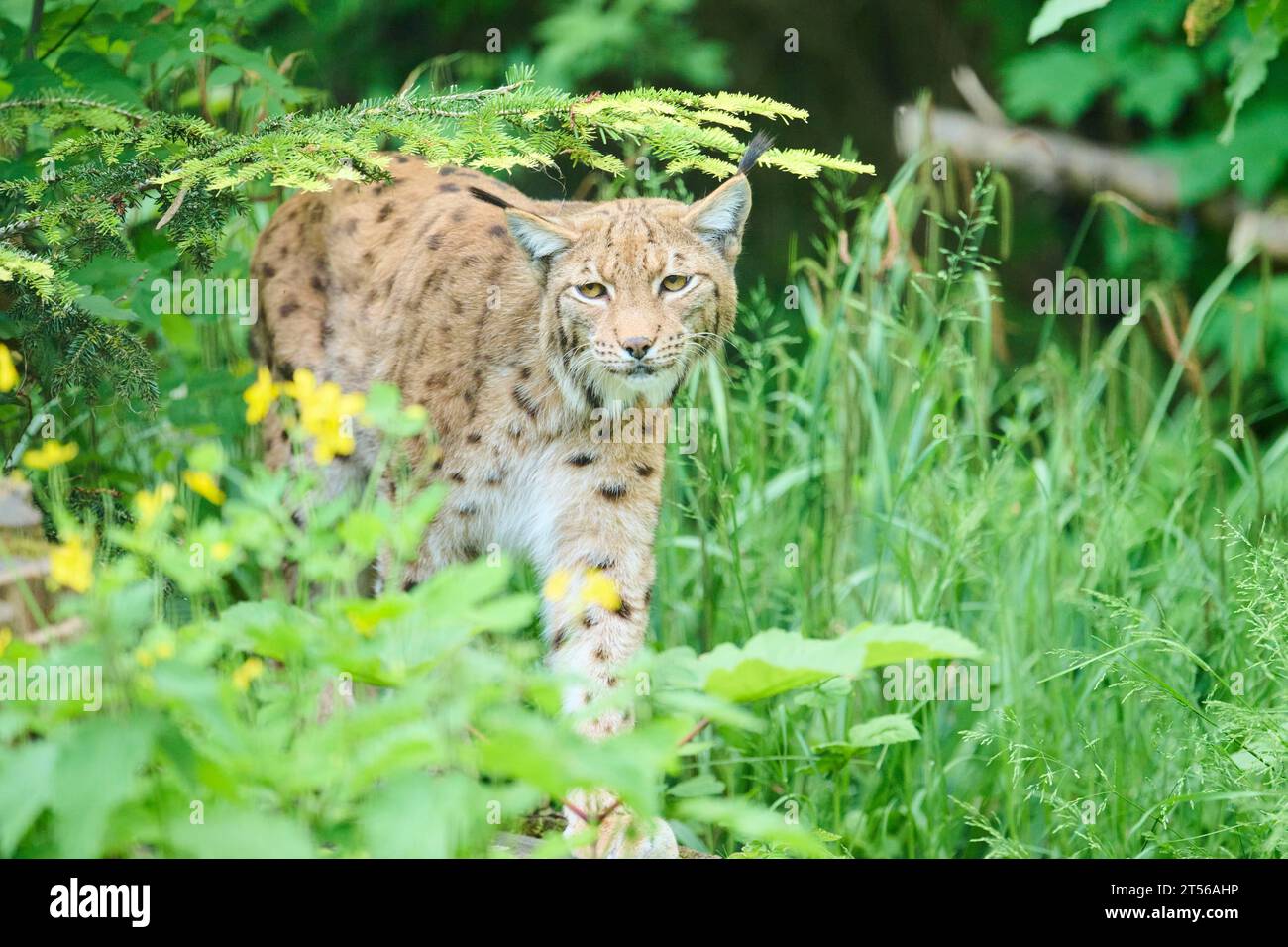 Eurasischer Luchs (Lynx Luchs) auf dem Gras laufen, Bayern, Deutschland, Europa Stockfoto