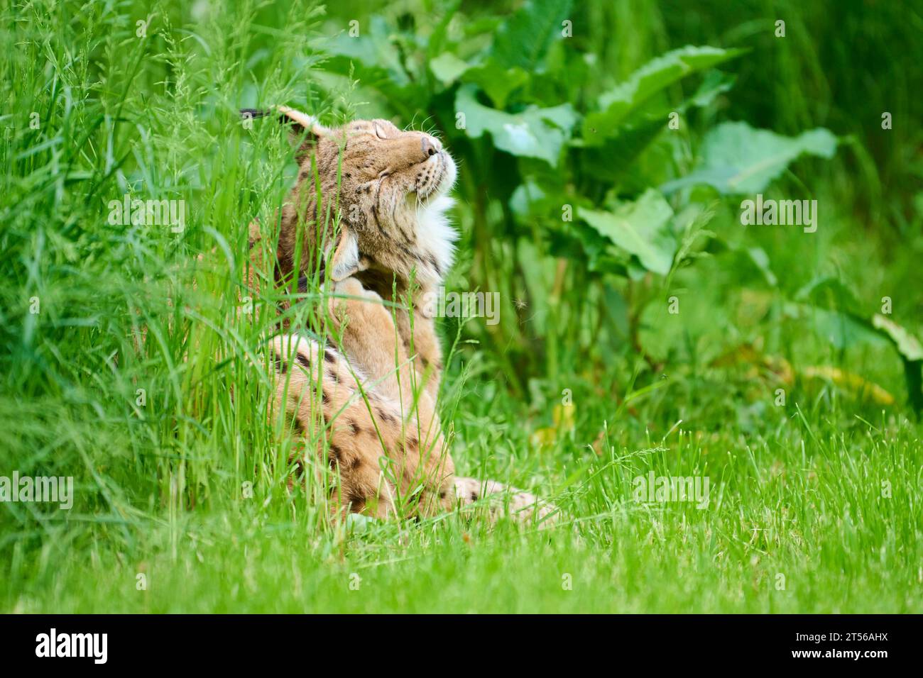 Eurasischer Luchs (Lynx Luchs) sitzt im Gras, Bayern, Deutschland, Europa Stockfoto