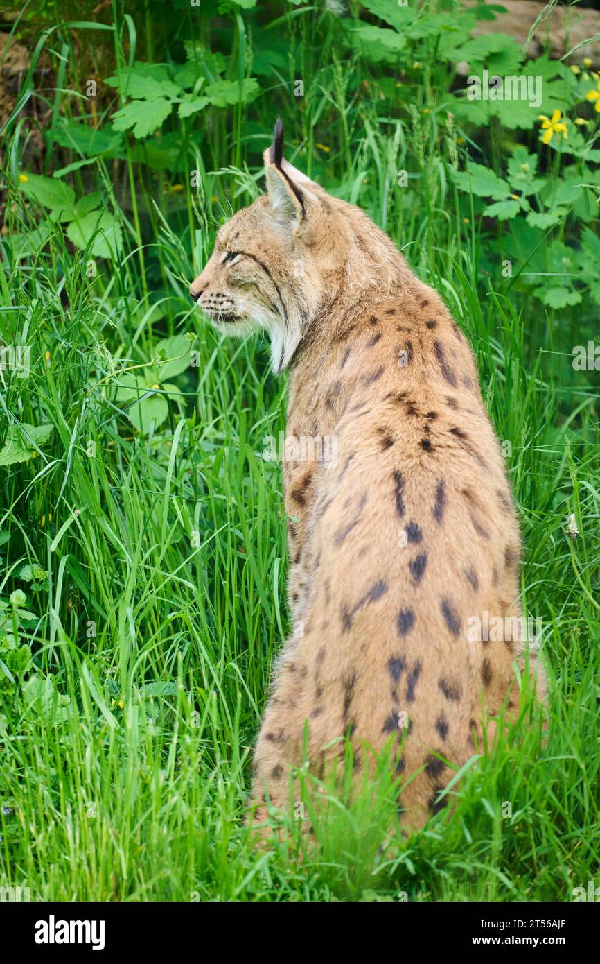 Eurasischer Luchs (Lynx Luchs) sitzt im Gras, Bayern, Deutschland, Europa Stockfoto