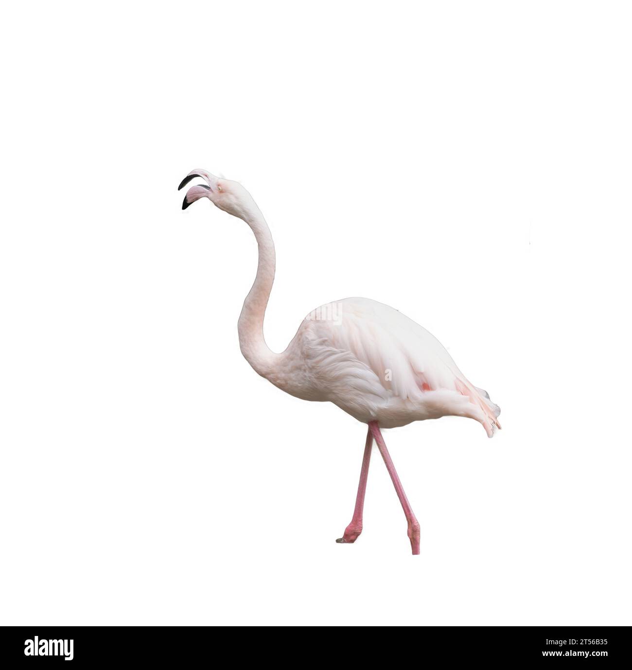 Europäischer rosafarbener Flamingo auf transparentem Hintergrund Stockfoto