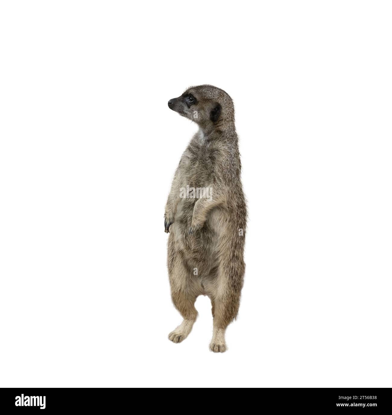 Erdmännchen - Suricata Suricatta auf transparentem Hintergrund Stockfoto