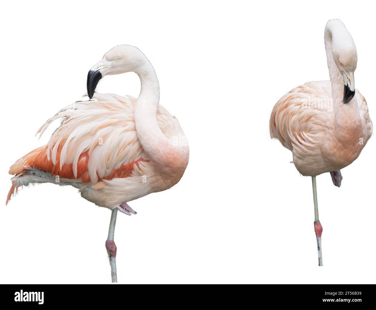 Europäischer rosafarbener Flamingo auf transparentem Hintergrund Stockfoto