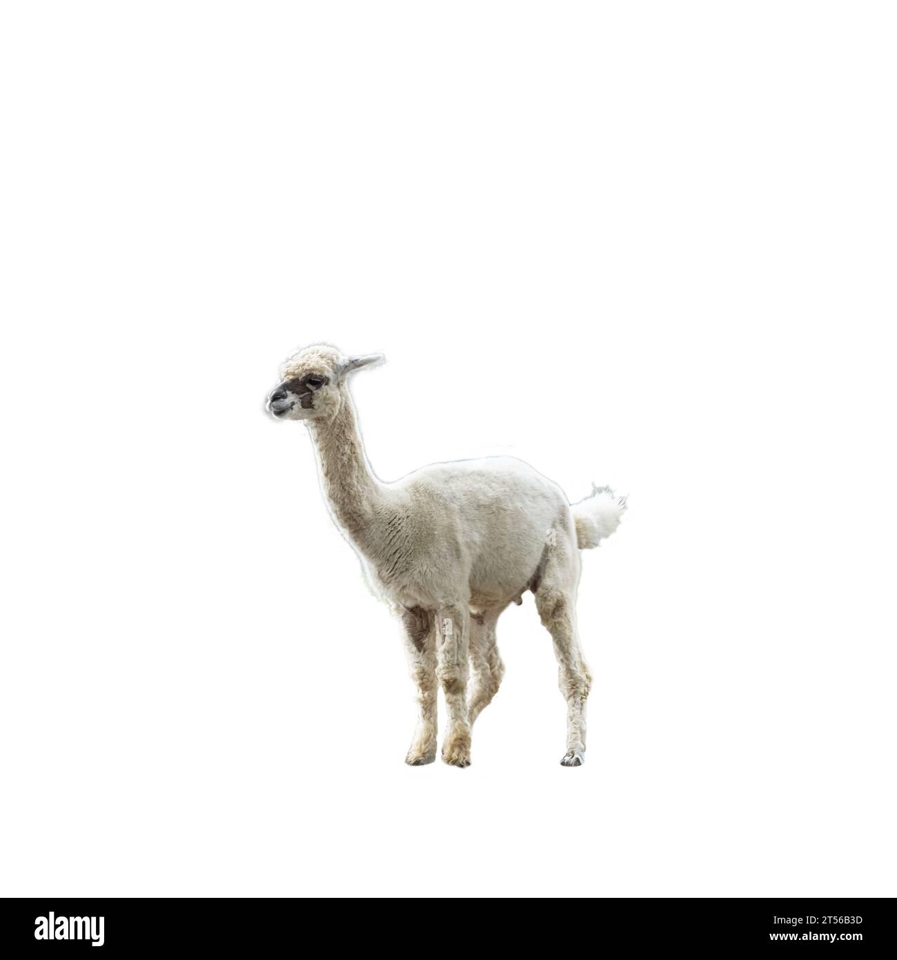 Ein Pacos Lama, Alpaca auf transparentem Hintergrund Stockfoto