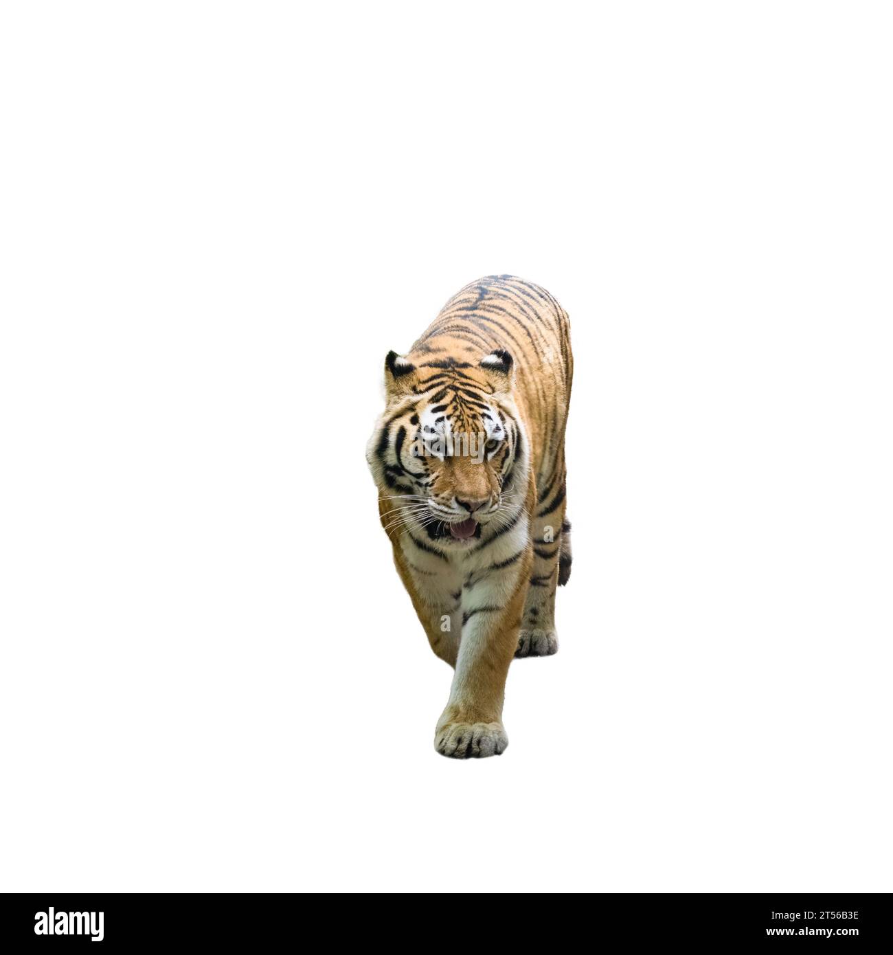 Amur Tiger - Panthera Tigris Altaica auf transparentem Hintergrund Stockfoto