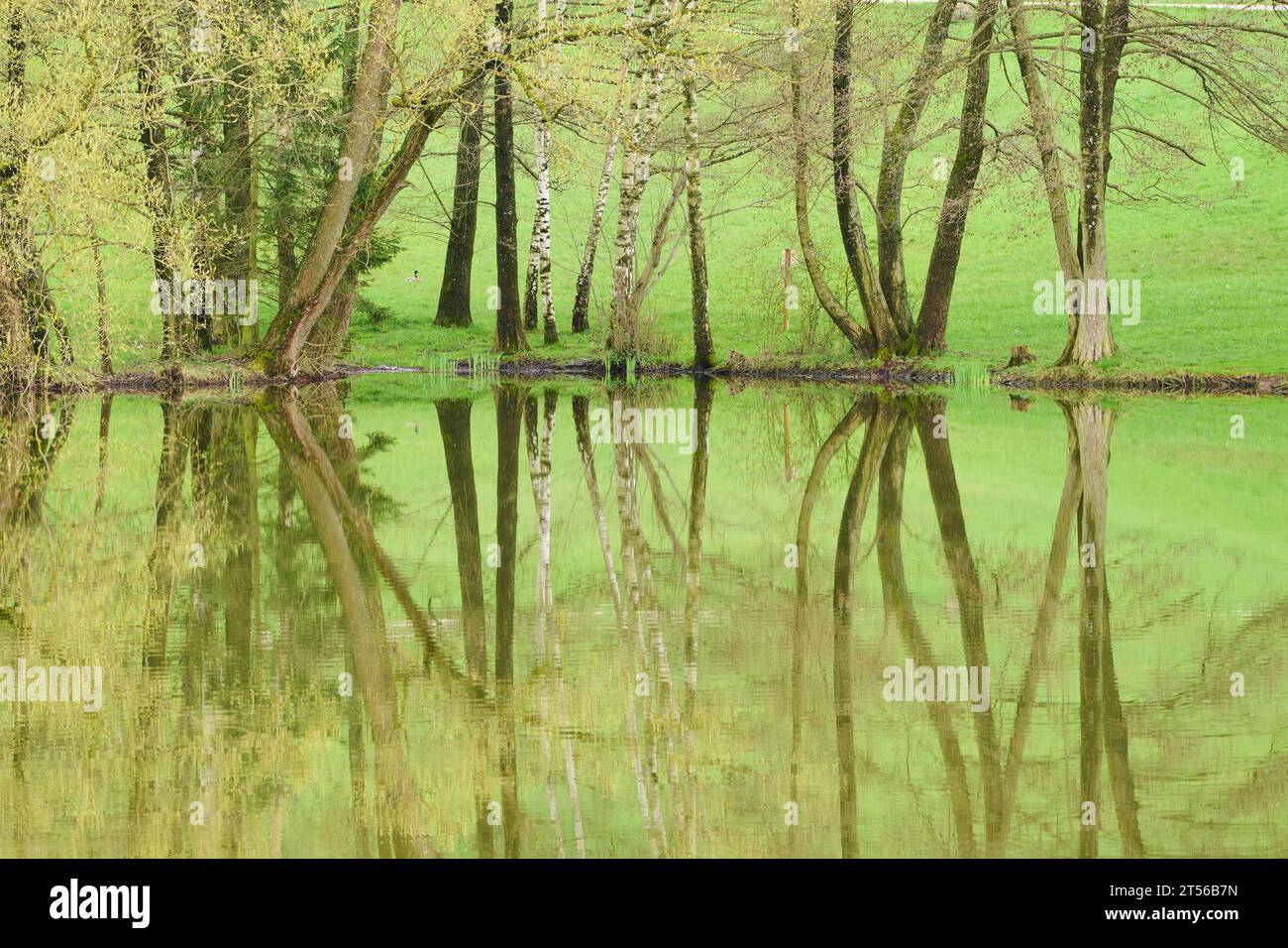 Erle (Alnus glutinosa), die an einem kleinen See wächst, Bayern, Deutschland Stockfoto