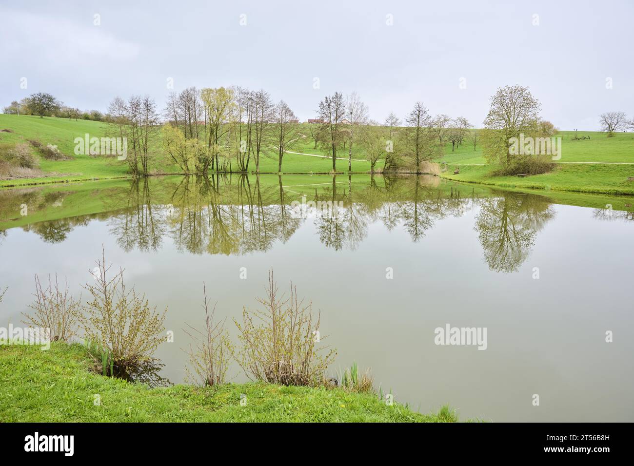 Erle (Alnus glutinosa), die an einem kleinen See wächst, Bayern, Deutschland Stockfoto