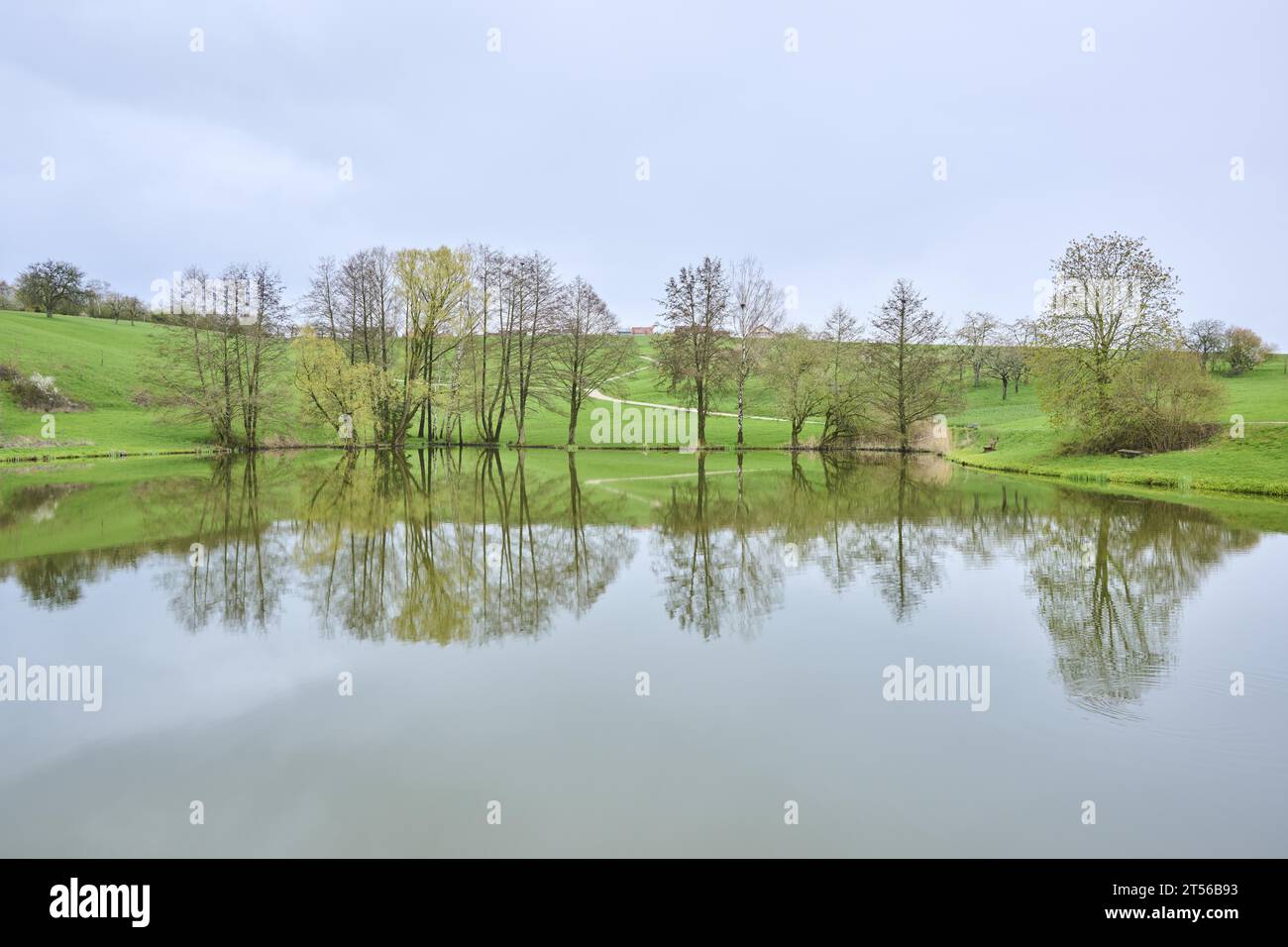 Erle (Alnus glutinosa), die an einem kleinen See wächst, Bayern, Deutschland Stockfoto