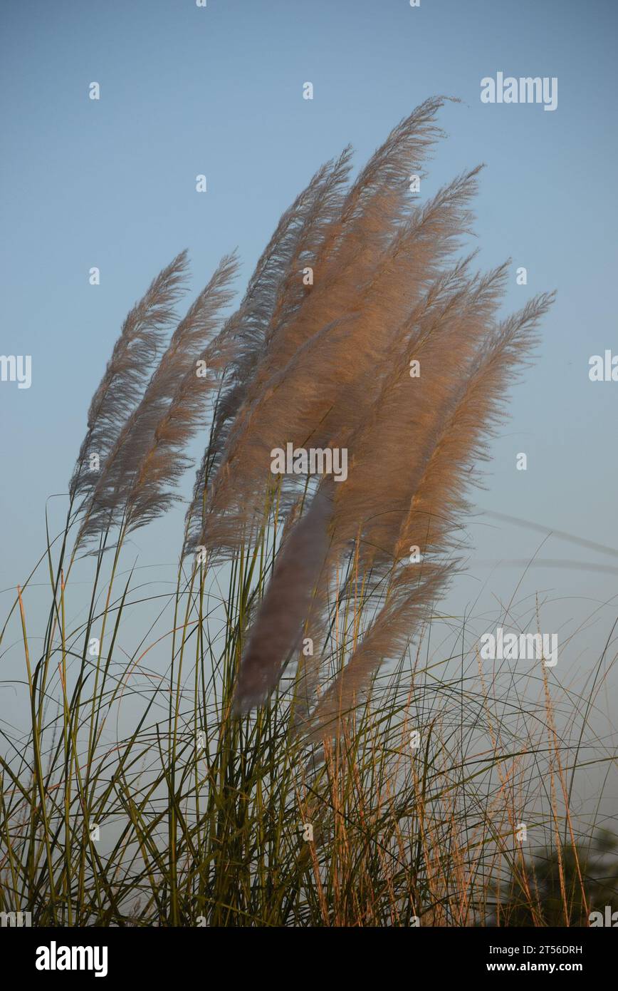 Saccharum Spontaneen Blumen leuchten im Sonnenlicht Stockfoto