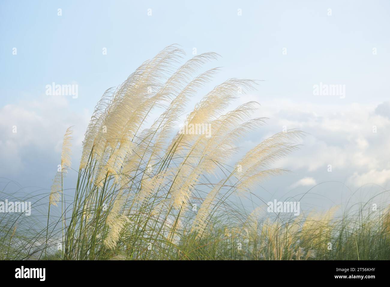 Saccharum Spontaneum Blume oder Kashful Stockfoto