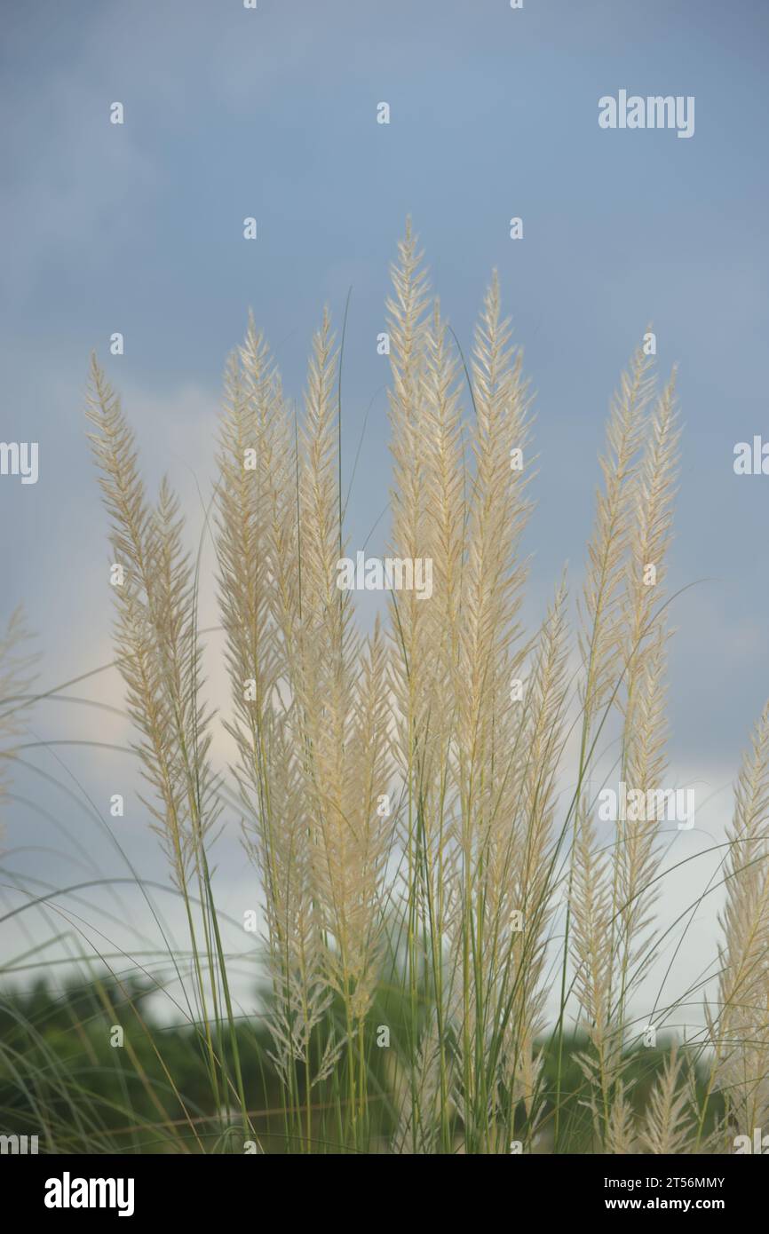 Saccharum Spontaneum Blume oder Kashful Stockfoto