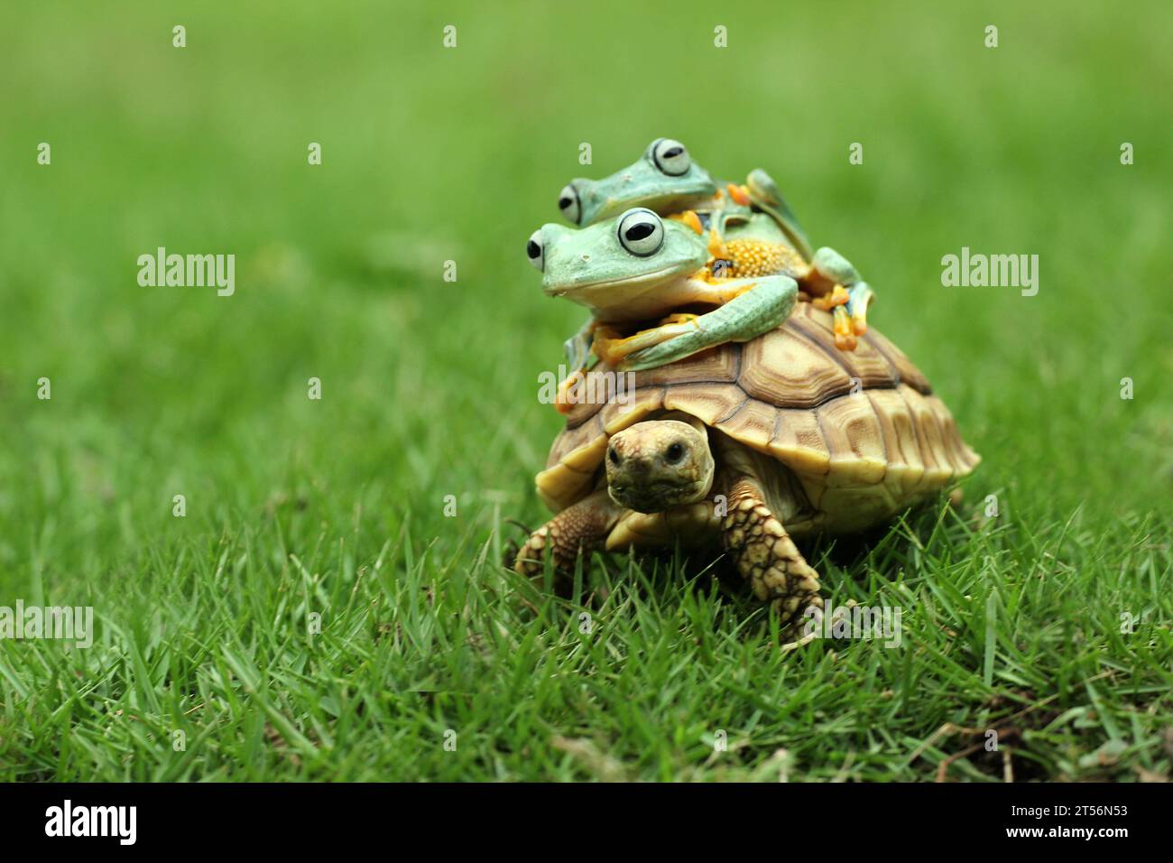 Frösche, die ihr Schildkrötenfahrzeug steuern INDONESIEN URKOMISCHE Bilder einer Sulcata-Schildkröte, die zwei fliegenden Fröschen eine fröhliche Fahrt gab, wurden in Indonesien o gefangen Stockfoto