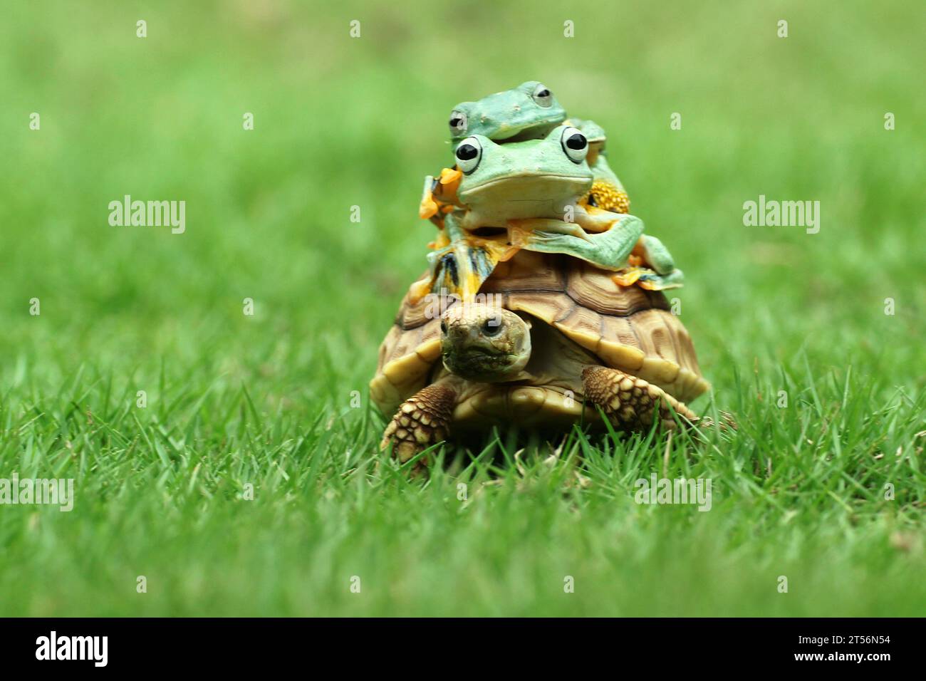 Frösche und Schildkröten binden INDONESIEN URKOMISCHE Bilder einer Sulcata-Schildkröte, die zwei fliegenden Fröschen eine fröhliche Fahrt bescherte, wurden am 2. November in Indonesien gefangen Stockfoto