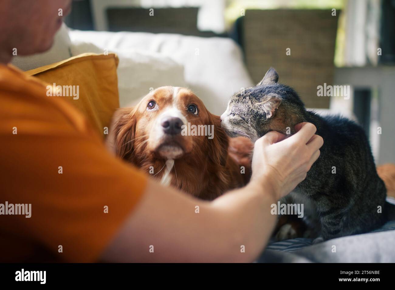 Mann, der mit Haustieren auf dem Sofa sitzt. Haustierbesitzer streichelt seine alte Katze und seinen Hund zusammen. Stockfoto