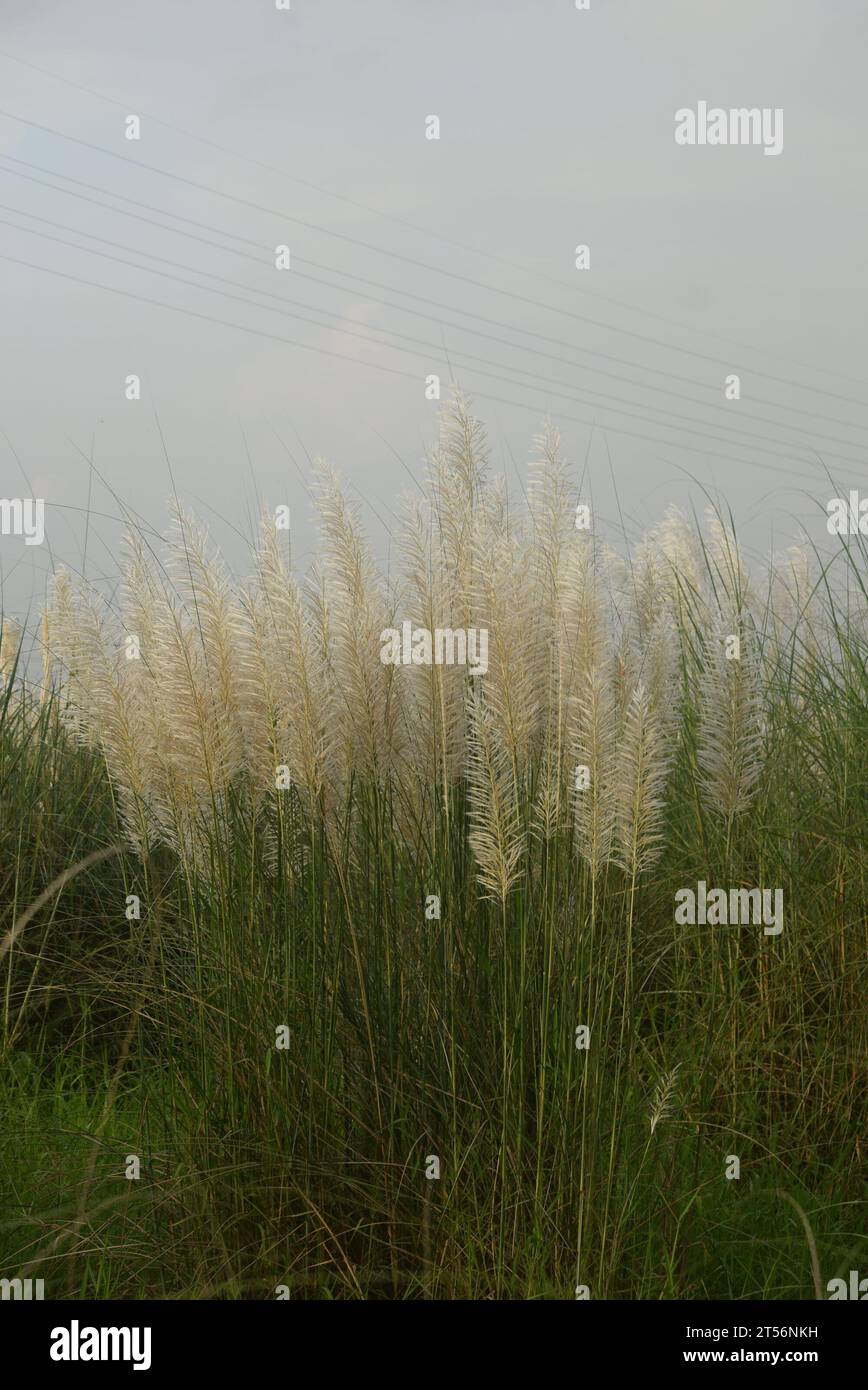 Saccharum Spontaneum Blume oder Kashful Stockfoto