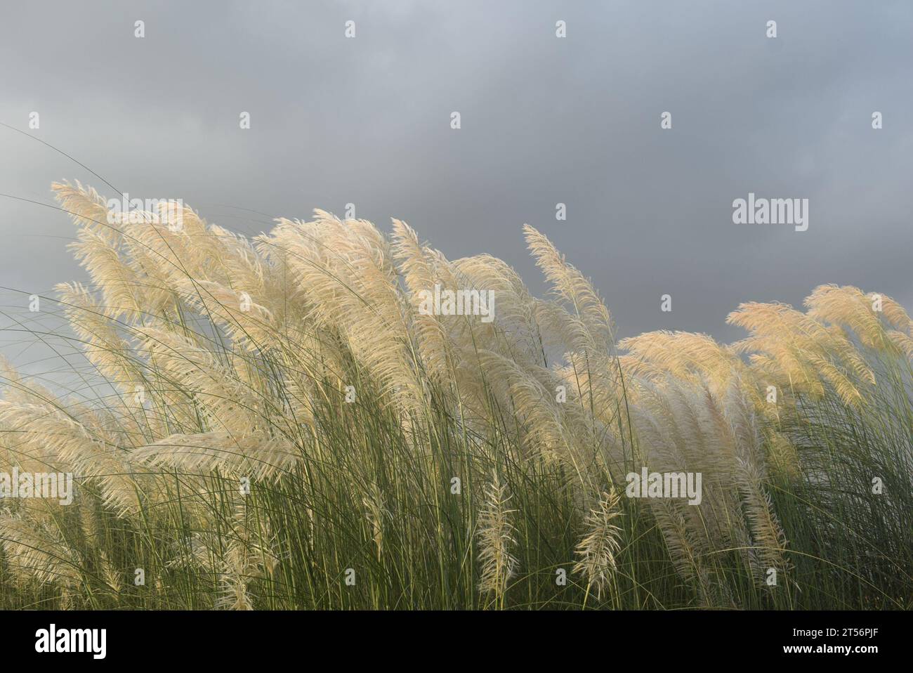 Saccharum Spontaneum Blume oder Kashful Stockfoto