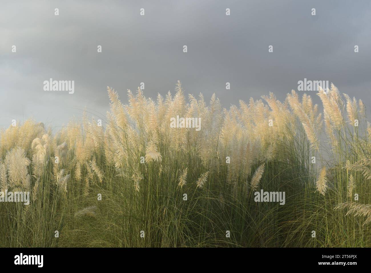 Saccharum Spontaneum Blume oder Kashful Stockfoto