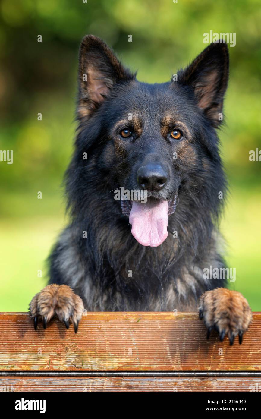 Porträt eines männlichen Deutschen Schäferhunds (Elsässer) Stockfoto