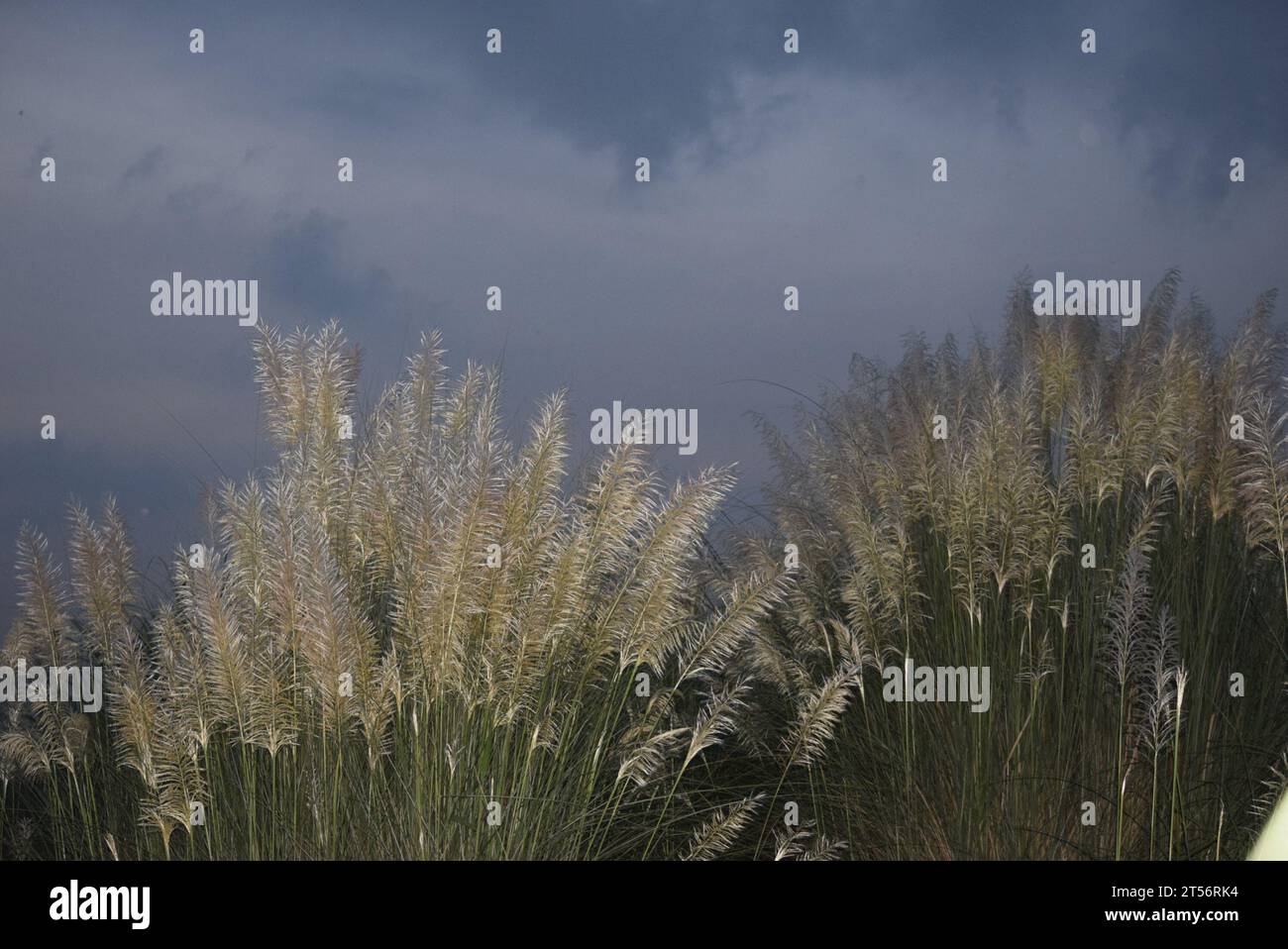 Saccharum Spontaneen Blumen oder Kashful nach Sonnenuntergang Stockfoto