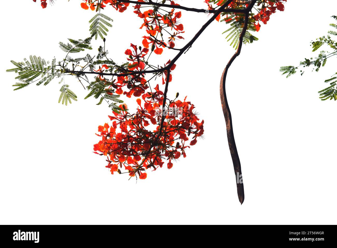 Krishnachura oder Delonix Regia blüht Dhaka, Bangladesch Stockfoto