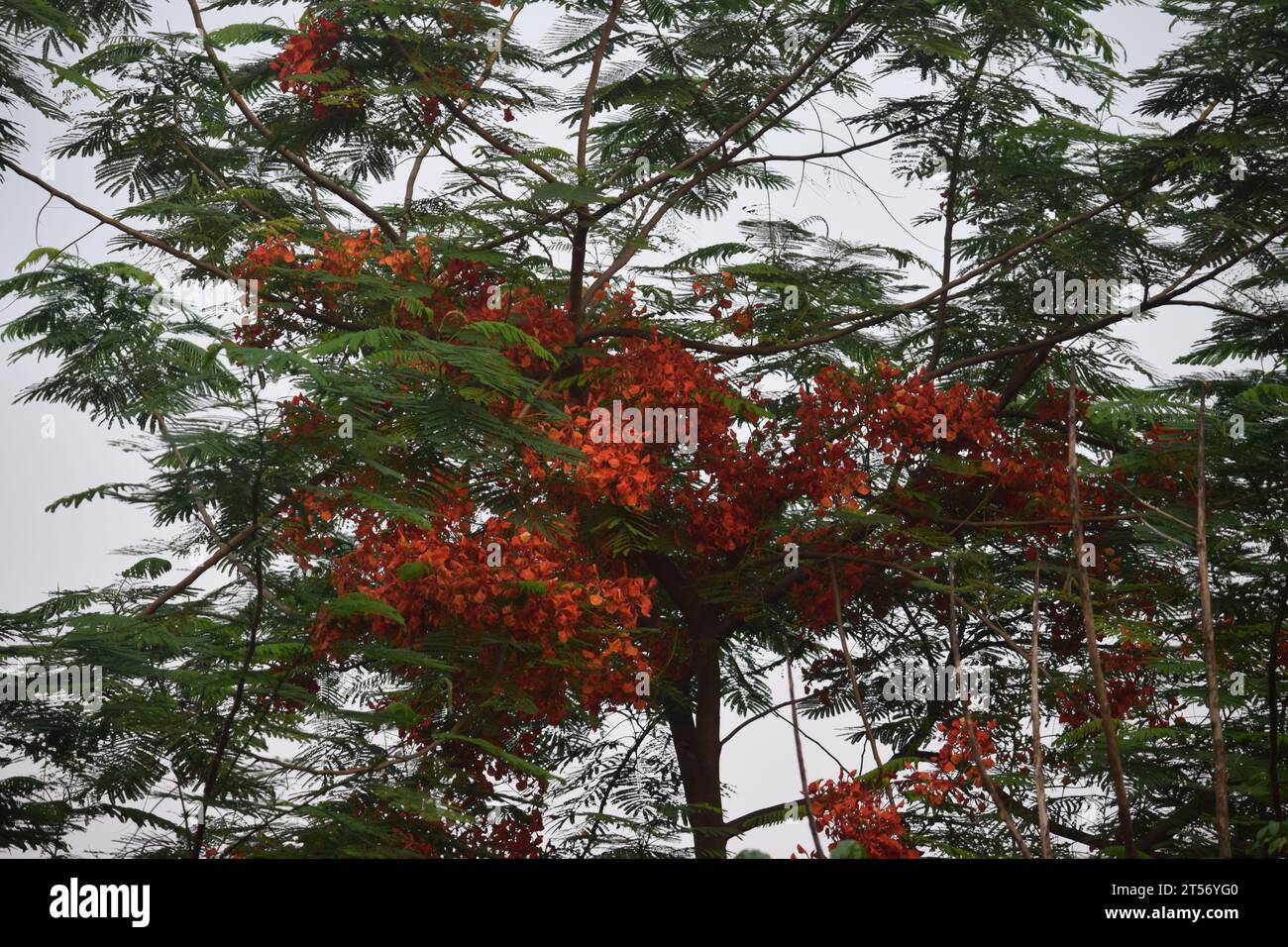 Krishnachura oder Delonix Regia blüht Dhaka, Bangladesch Stockfoto