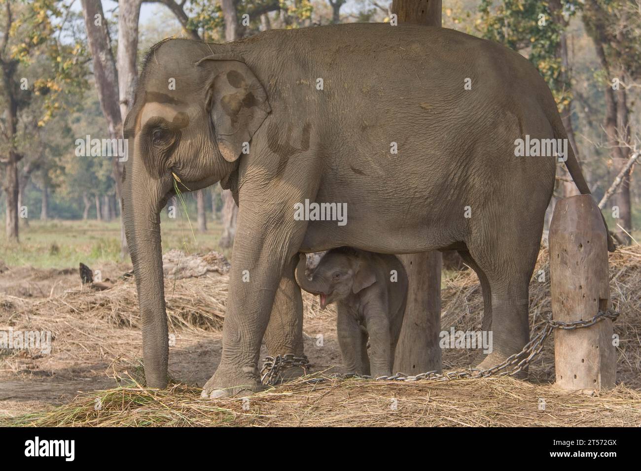 CHITWAN PARK NEPAL Stockfoto