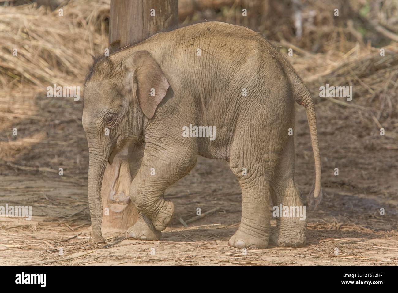 CHITWAN PARK NEPAL Stockfoto