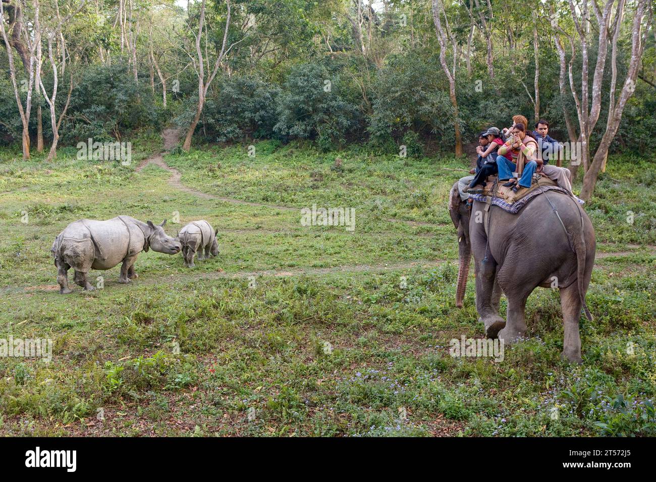 CHITWAN PARK NEPAL Stockfoto