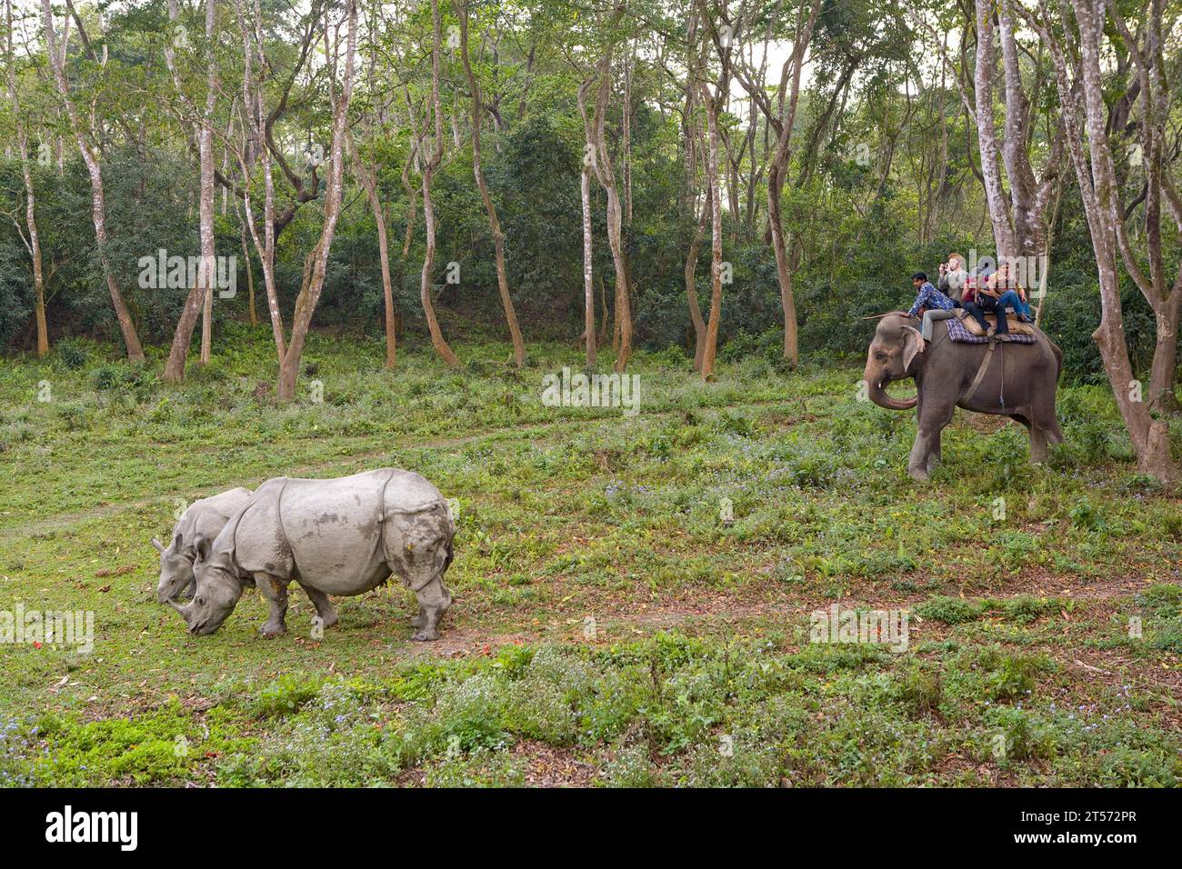 CHITWAN PARK NEPAL Stockfoto