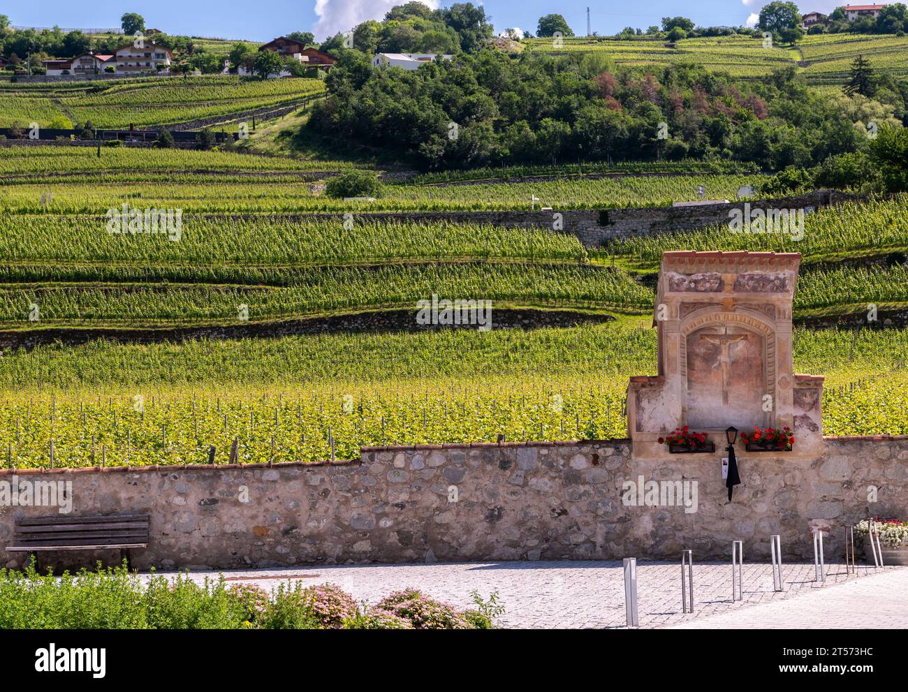 Weinberge im Sommer des Klosters Neustift, Vahrn bei Brixen, Brixen in Südtirol, Trentino Südtirol, Norditalien, Europa - 12. Juni 2023 Stockfoto