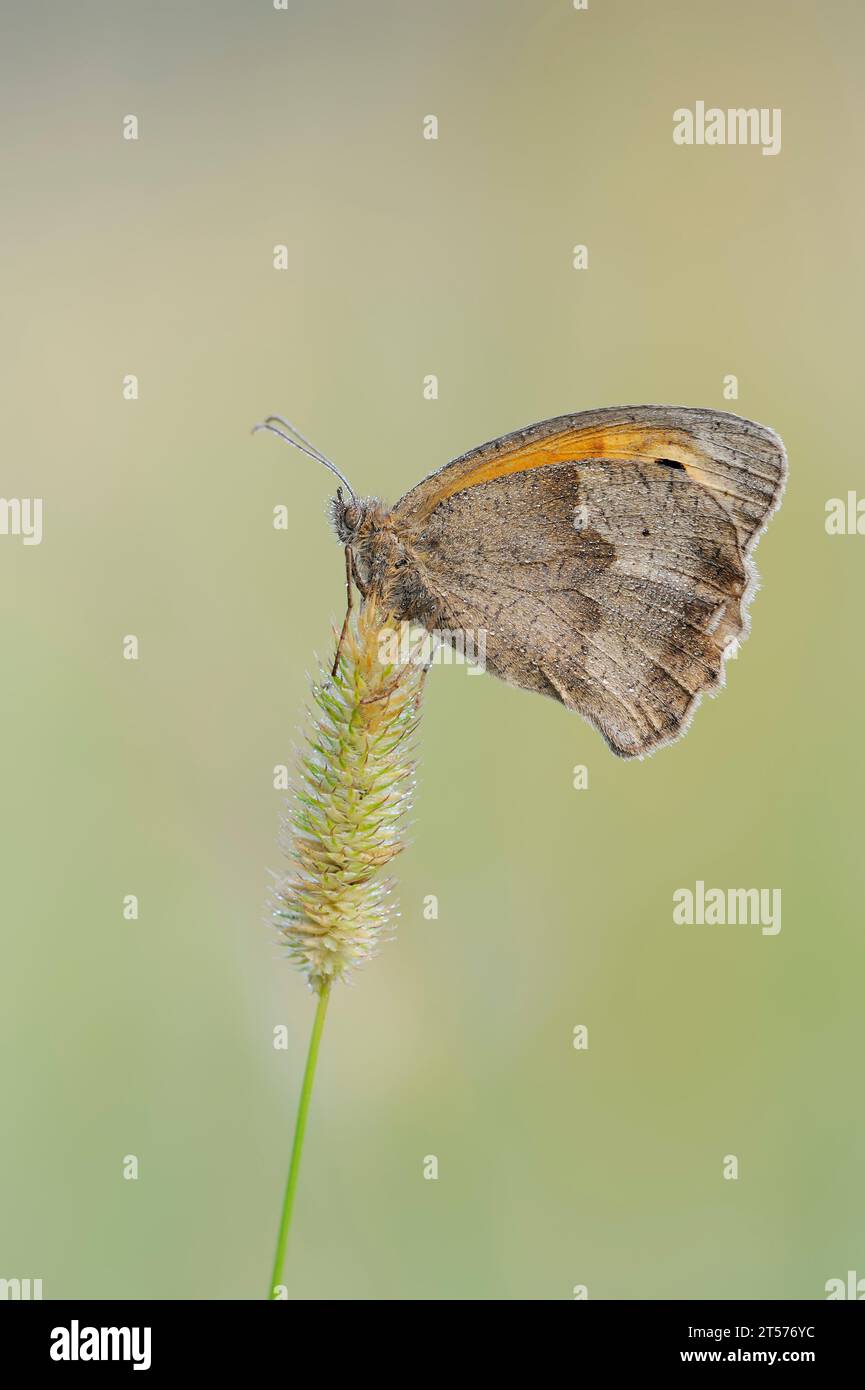 Wiesenbraun (Maniola jurtina), weiblich, Nordrhein-Westfalen, Deutschland | großes Ochsenauge (Maniola jurtina), Weibchen, Nordrhein-Westfalen, Deutschl Stockfoto