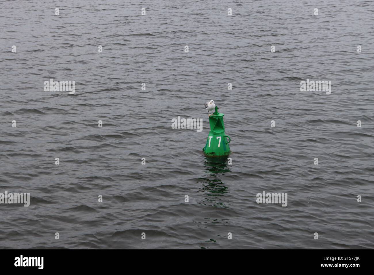 Möwe auf einer grünen Boje im Greifswalder Bodden vor Rügen Stockfoto