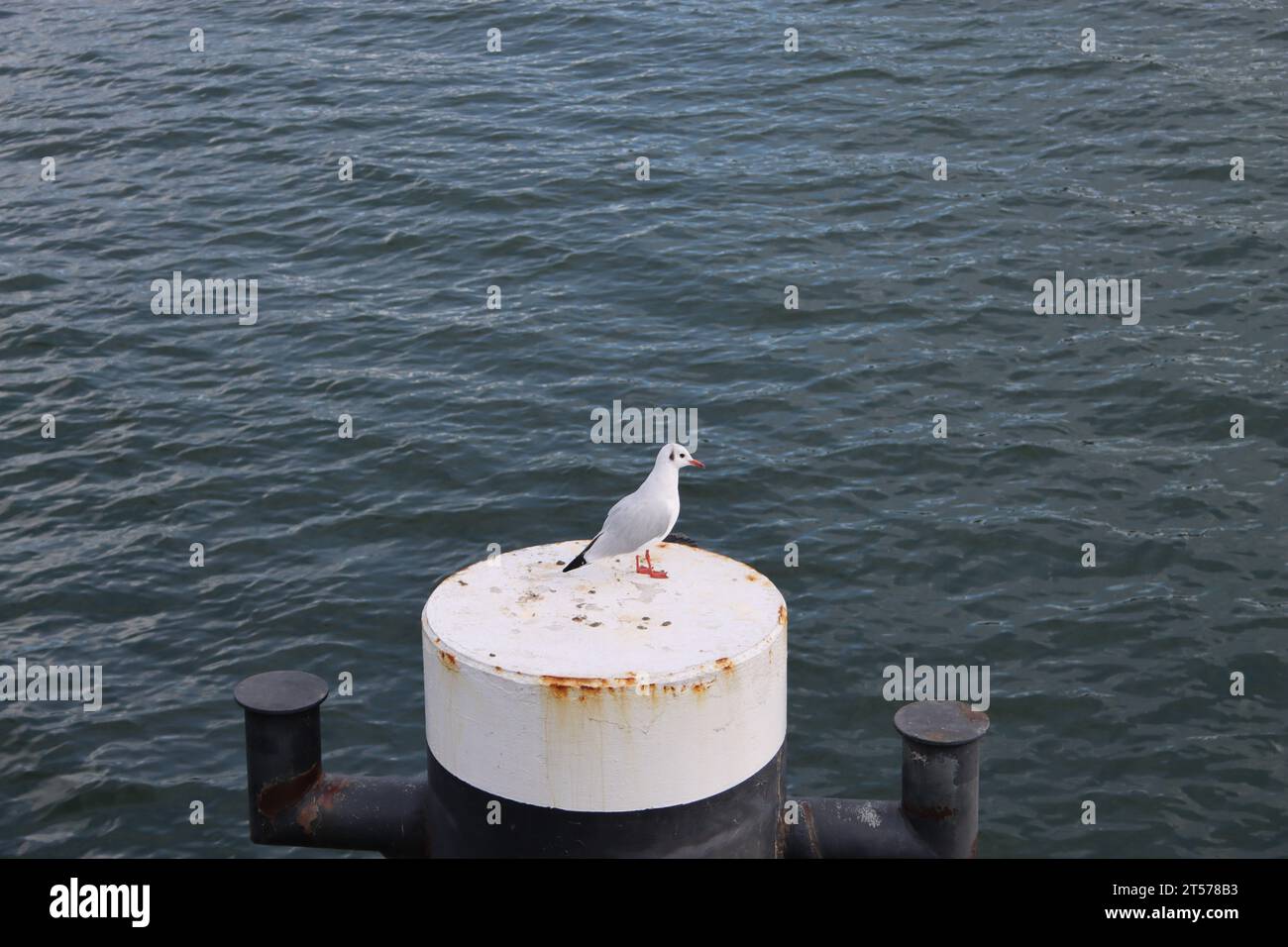 Möwe auf einem Schiffspoller am Pier von Sellin auf Rügen Stockfoto