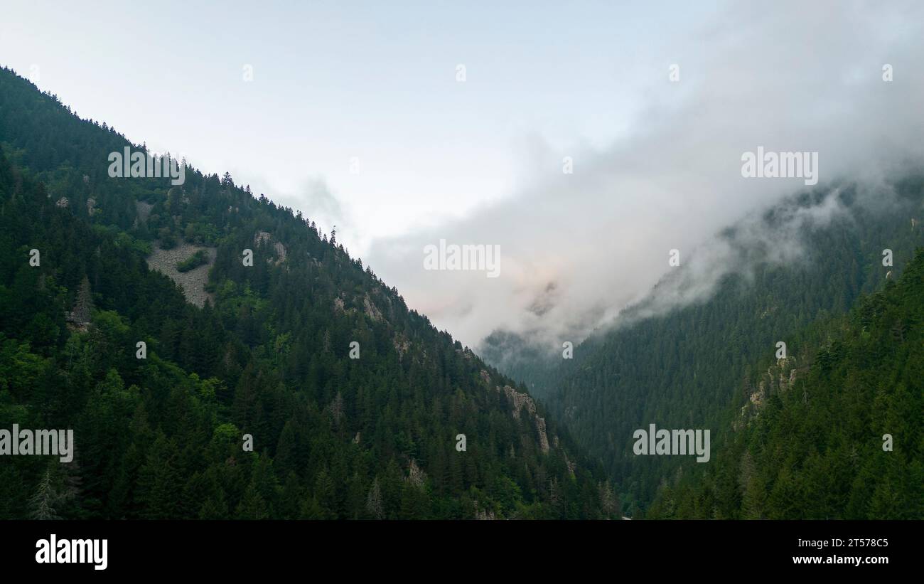 Berg bedeckt mit Wäldern. Wald aus der Vogelperspektive. Die Bergkette ist ein Naturschutzgebiet. Eine Wolke ist über den Wald gefallen Stockfoto