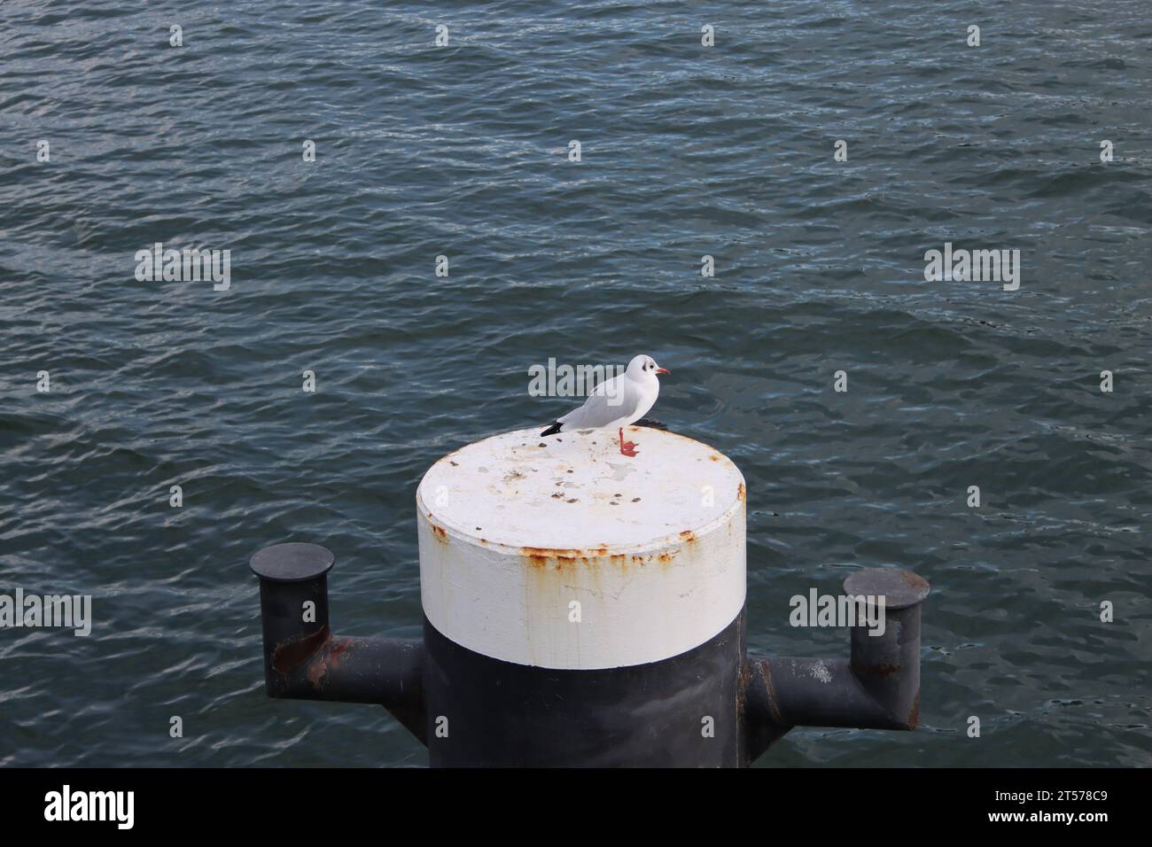 Möwe auf einem Schiffspoller am Pier von Sellin auf Rügen Stockfoto